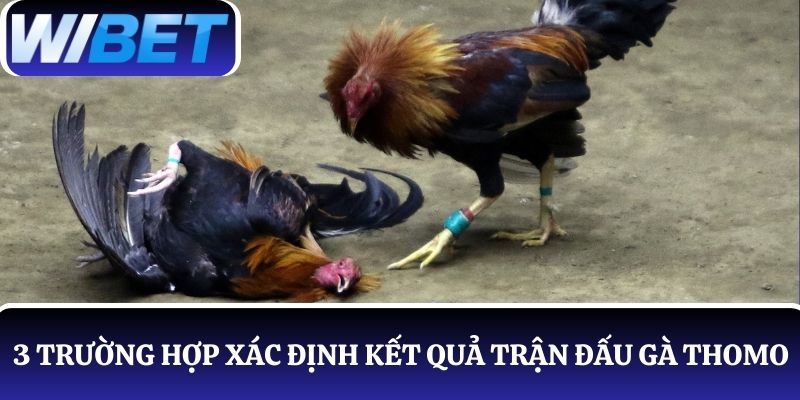 3 Trường hợp xác định kết quả trận đấu gà Thomo theo quy định