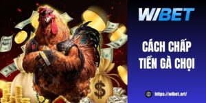 6 cách chấp tiền gà chọi cùng kinh nghiệm thắng cược dễ dàng