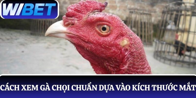 Cách xem gà chọi chuẩn dựa vào kích thước mắt