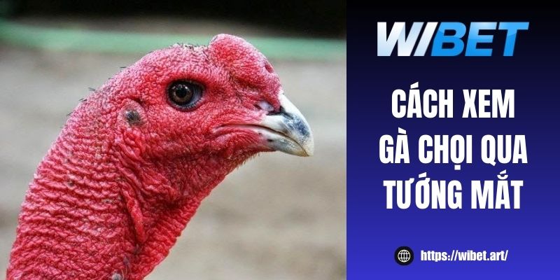 Gợi ý 4 cách xem gà chọi qua tướng mắt chuẩn từ sư kê