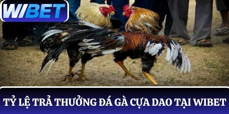 Chi tiết về tỷ lệ trả thưởng trong đá gà cựa dao online tại WIBET