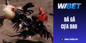 Đá gà cựa dao – Hình thức cược kịch tính, tiền tỷ chờ đón