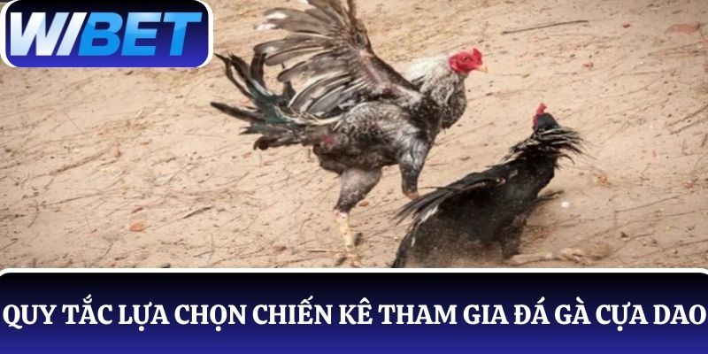 Quy tắc lựa chọn chiến kê tham gia thi đấu đá gà cựa dao
