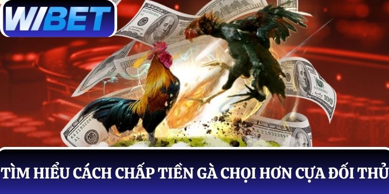 Tìm hiểu về cách chấp tiền gà chọi hơn cựa đối thủ