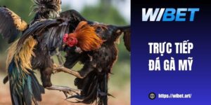 Xem live trực tiếp đá gà Mỹ full HD miễn phí tại WIBET