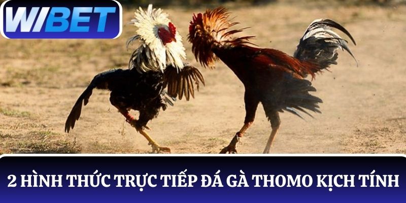 Trực tiếp đá gà Thomo tại WIBET kịch tính từng giây qua 2 hình thức