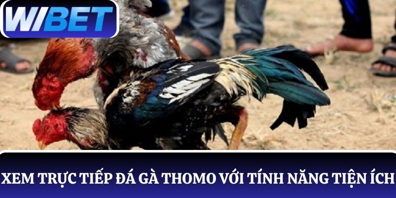 Xem live trực tiếp đá gà Thomo tại WIBET suôn sẻ với các tính năng tiện ích